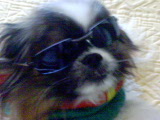 mon chien
